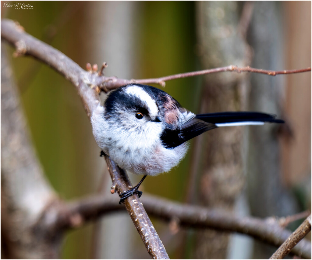 Long-Tailed Tit by pcoulson