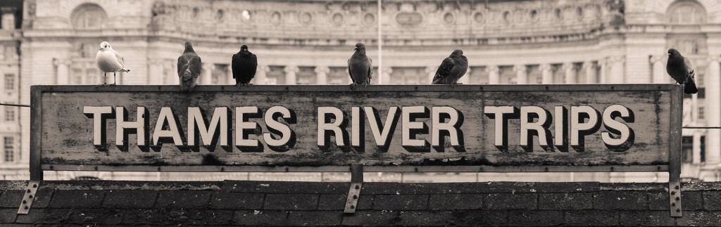 London Pigeons by plebster