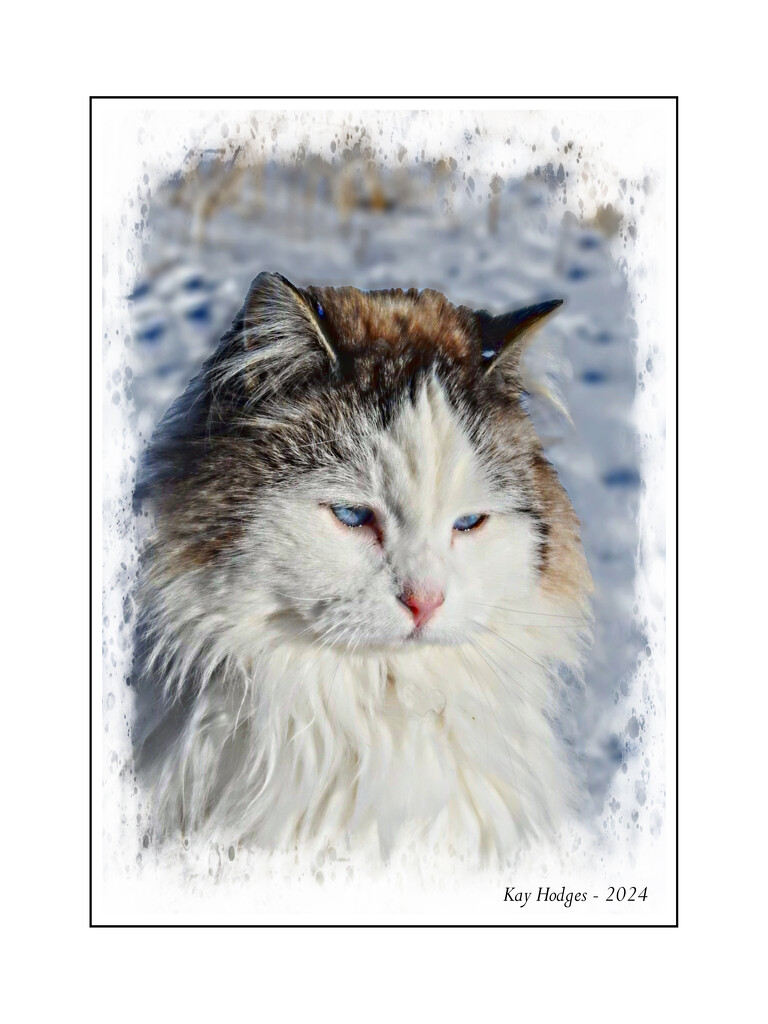 Winter Cat by kbird61