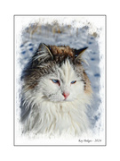 1st Jan 2024 - Winter Cat