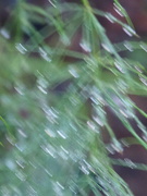 5th Jan 2024 - ICM  taken same day as previous asparagus with raindrops 