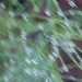 ICM  taken same day as previous asparagus with raindrops  by Dawn