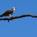 Osprey by photohoot