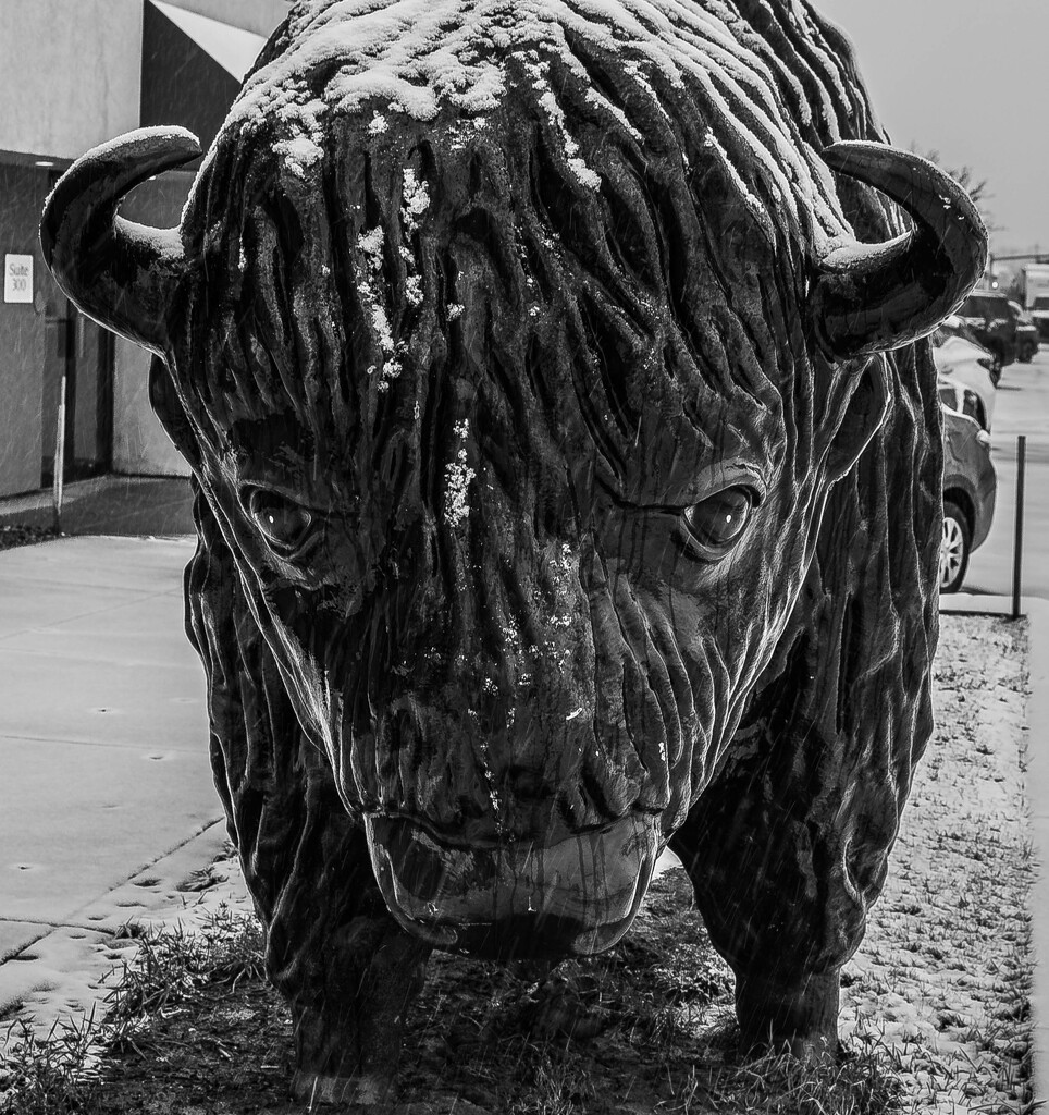 A Buffalo buffalo by darchibald