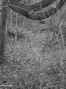 4th Jan 2024 - Small gully Black and White