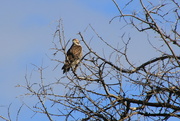 4th Jan 2024 - Red tailed hawk