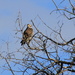 Red tailed hawk by pirish