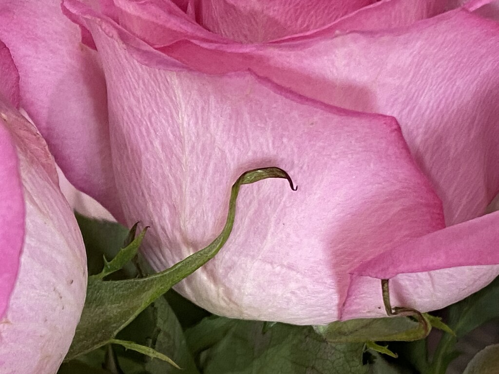 Rose Petals by jeanbernstein