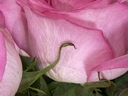 4th Jan 2024 - Rose Petals