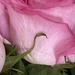 Rose Petals by jeanbernstein