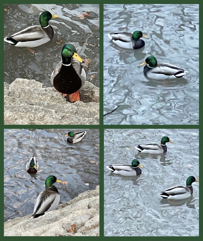 Quack~Quack~Quack by eahopp