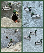4th Jan 2024 - Quack~Quack~Quack