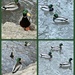 Quack~Quack~Quack by eahopp