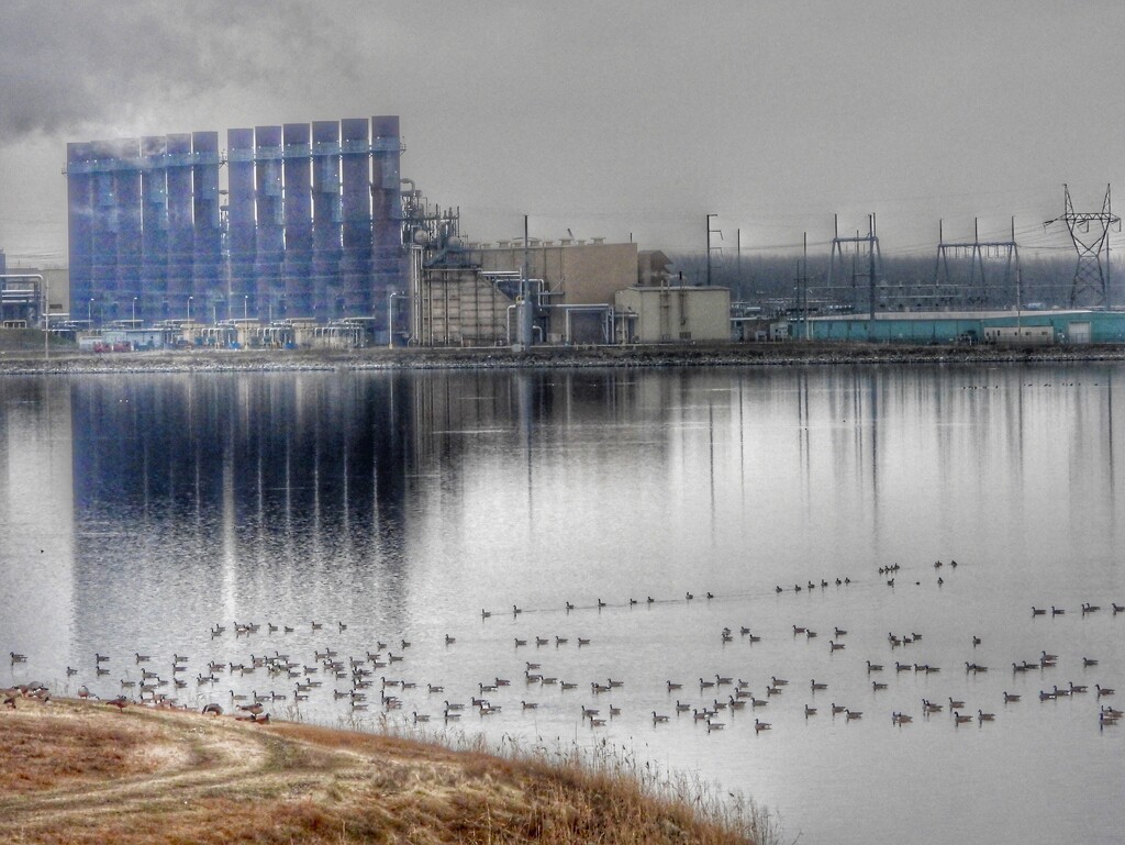 geese at the cooling pond by amyk