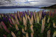 4th Jan 2024 - Dreaming Lupines