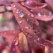 Raindrops  by joysfocus