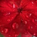 Rain On Red by joysfocus