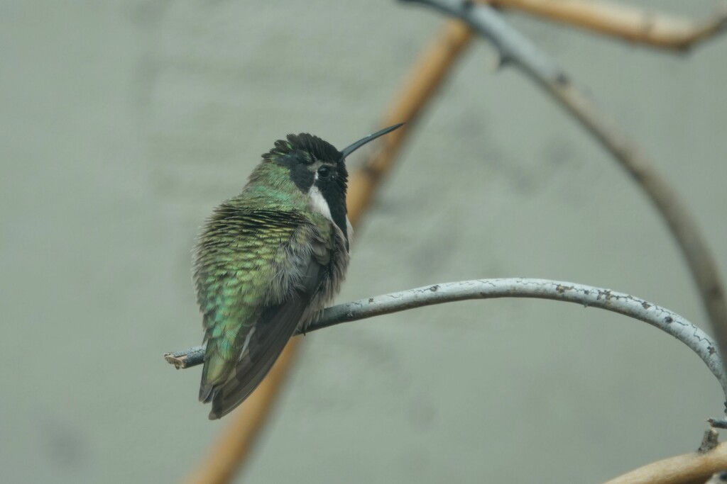 1 4 Costa Hummingbird back by sandlily