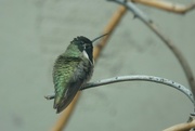 4th Jan 2024 - 1 4 Costa Hummingbird back