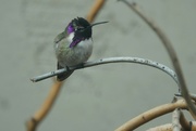 4th Jan 2024 - 1 4 Costa Hummingbird front