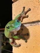 5th Jan 2024 - Green Leaf Tree Frog…