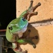 Green Leaf Tree Frog… by walksnaplove