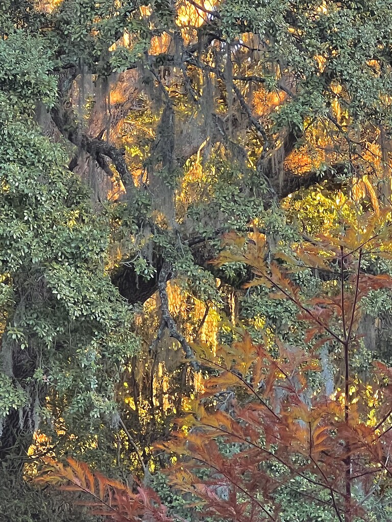 Golden afternoon  by congaree