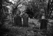 2nd Dec 2023 - Symonds Street Cemetery