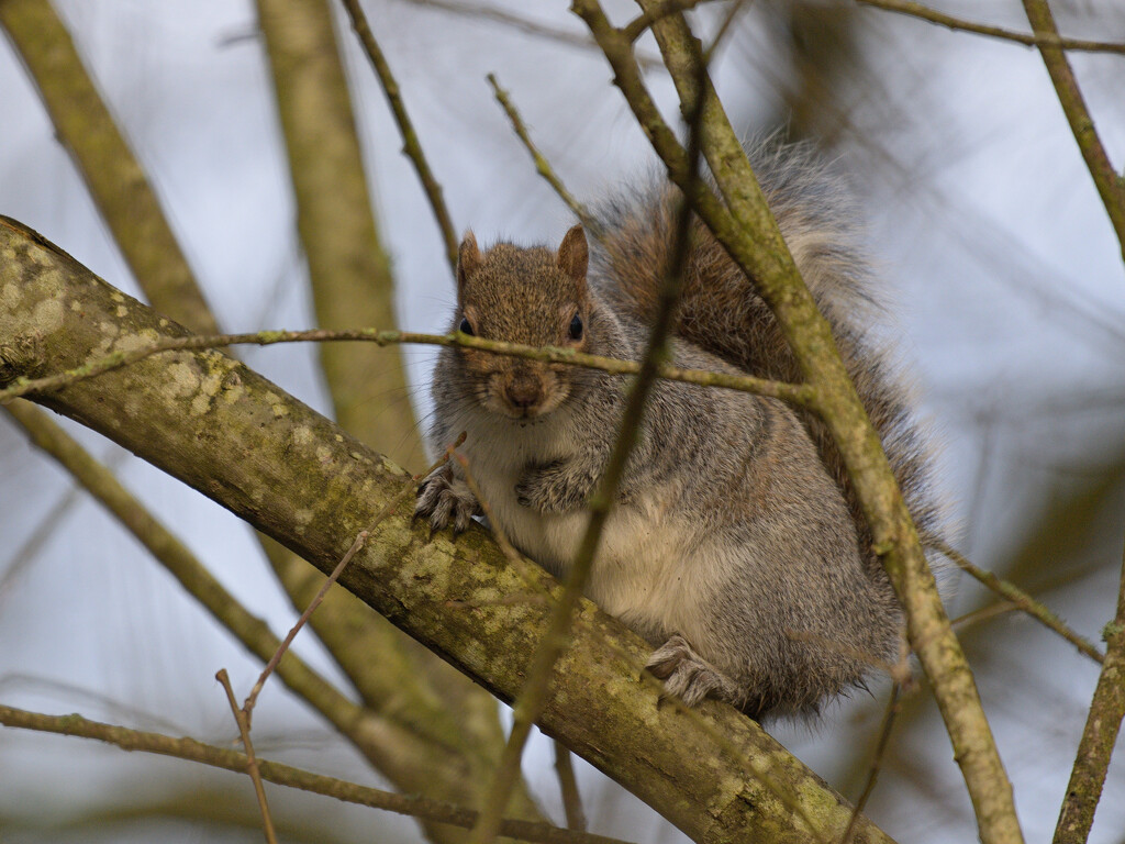 Grey Squirrel by whdarcyblueyondercouk