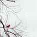 005 - Cardinal by emrob