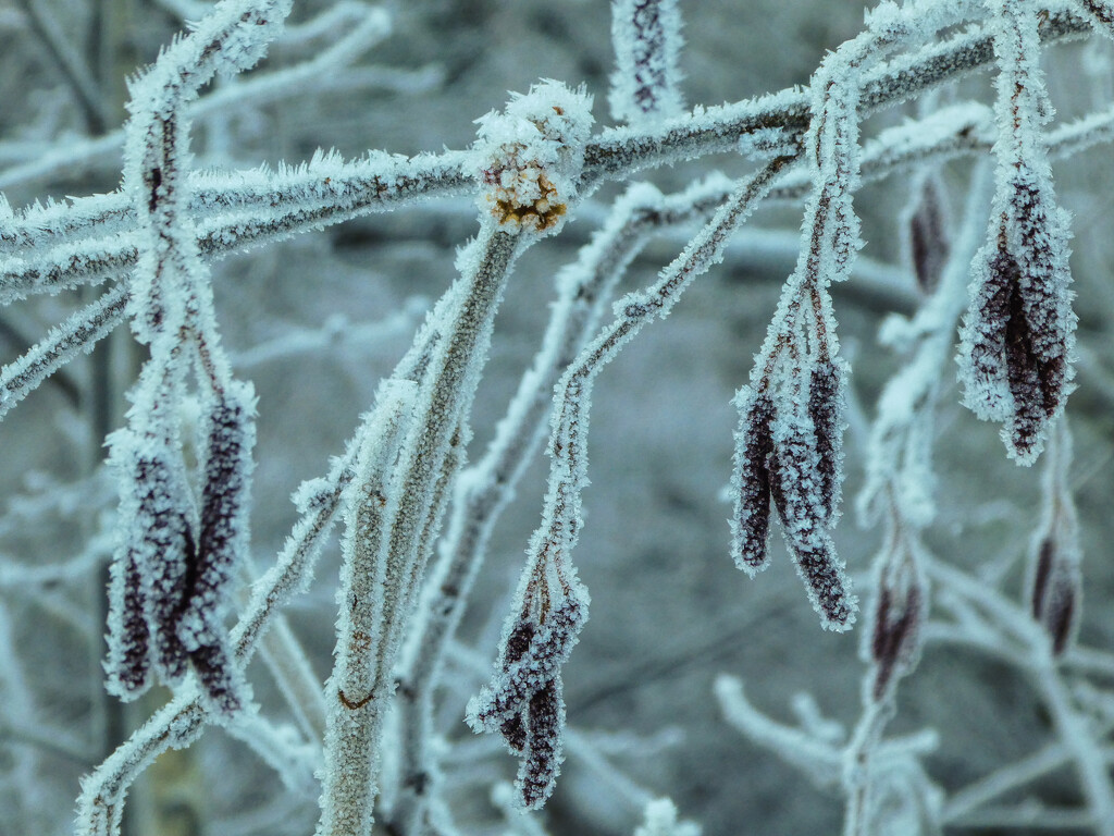 Frozen Catkins by cmp