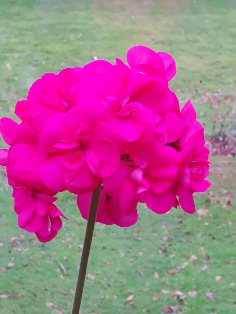 Still flowering  by rosiekind