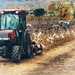 Le tracteur by laroque