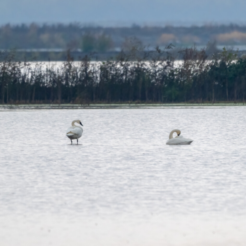 Swans  by nicoleweg
