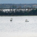 Swans  by nicoleweg