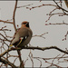 5 - Waxwing by marshwader