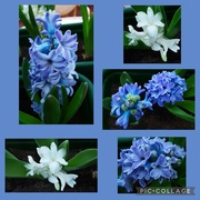 5th Jan 2024 - Delft Blue and White "Carnegie" home grown hyacinths.  