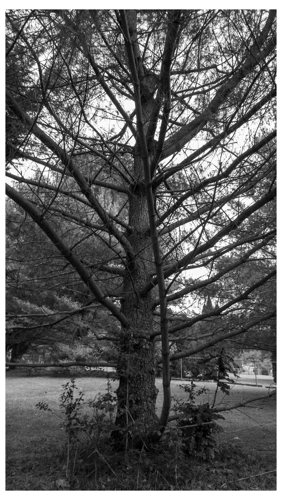 Monochrome Trees 1/2 by robgarrett