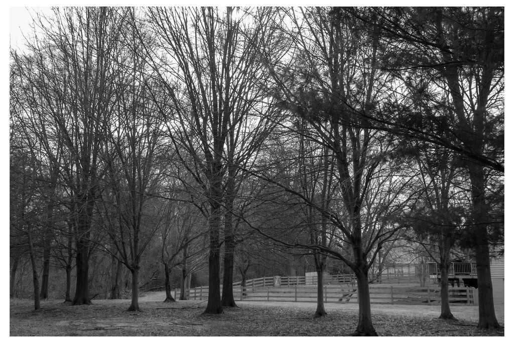 Monochrome Trees 2/2 by robgarrett