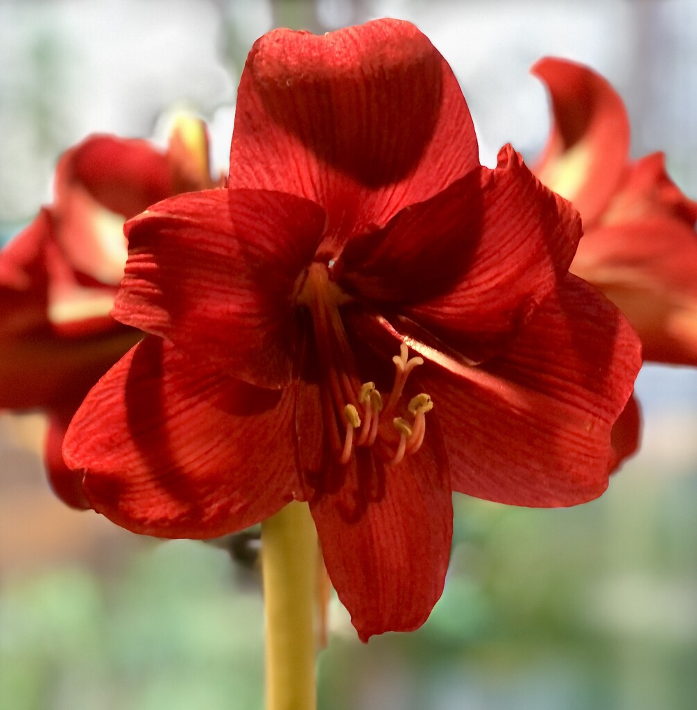Another Amaryllis With a Second Flower by susiemc