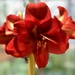 Another Amaryllis With a Second Flower by susiemc