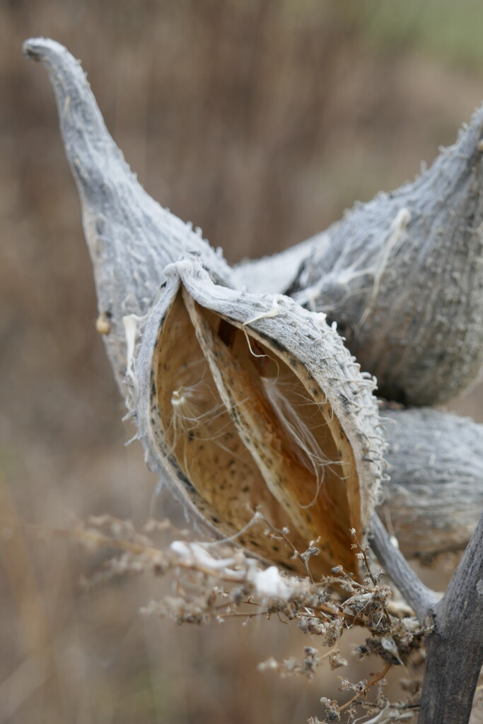 Milk Weed Pod by dolores