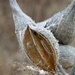 Milk Weed Pod by dolores