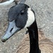 5/366 - Canada goose  by isaacsnek