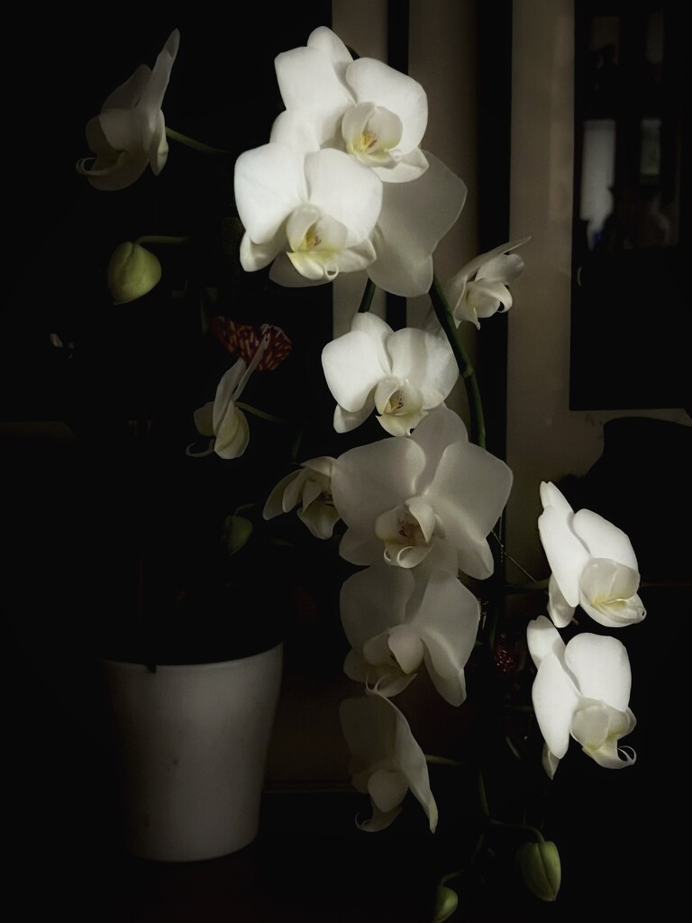 Cascade of Orchids  by rensala