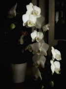 5th Jan 2024 - Cascade of Orchids 