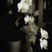 Cascade of Orchids  by rensala