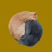 YinYang-cats by yopester