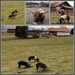 Happy animals on an organic farm. by cordulaamann