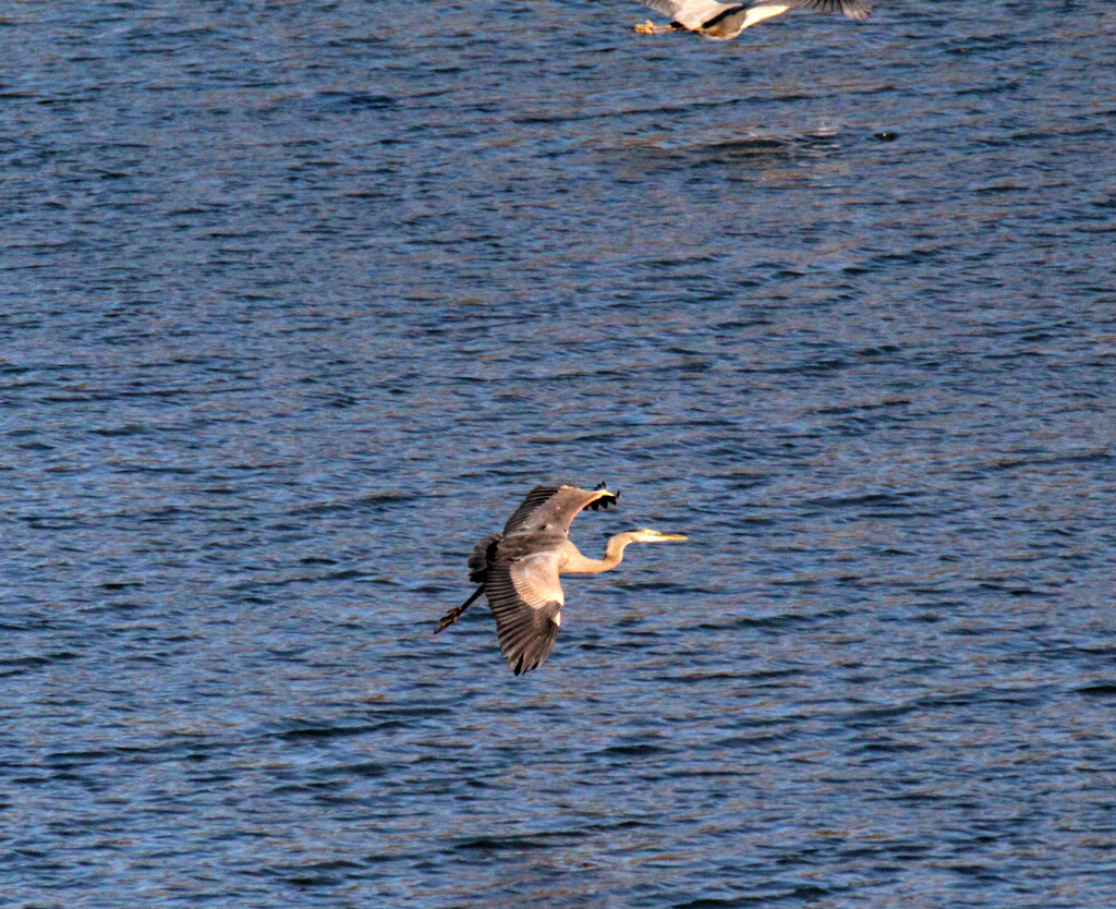 Dec 19 Heron's 2 N M IMG_6164AA by georgegailmcdowellcom